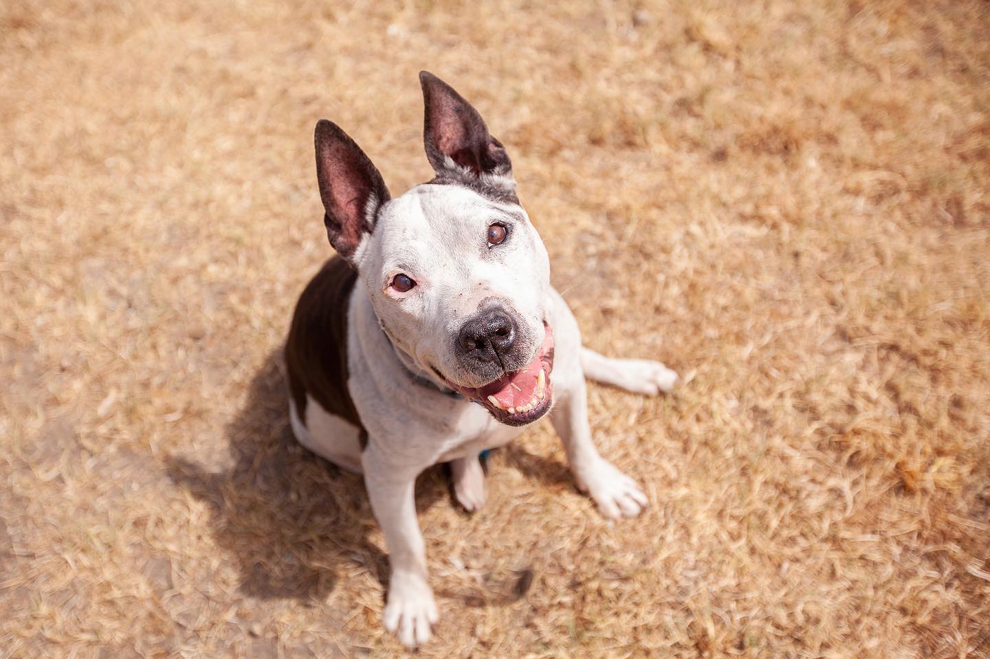 happy dog looking up