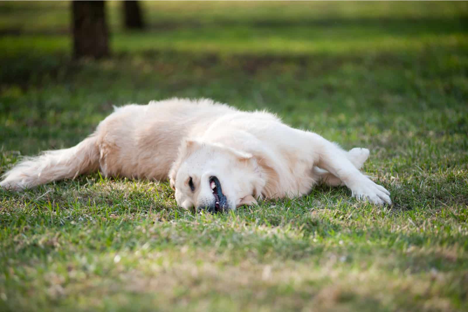 happy dog lying on back