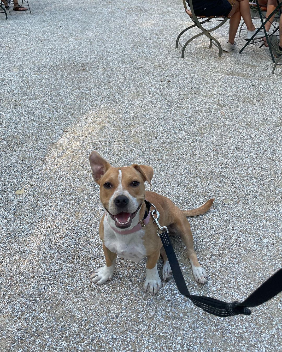 happy dog on a leash