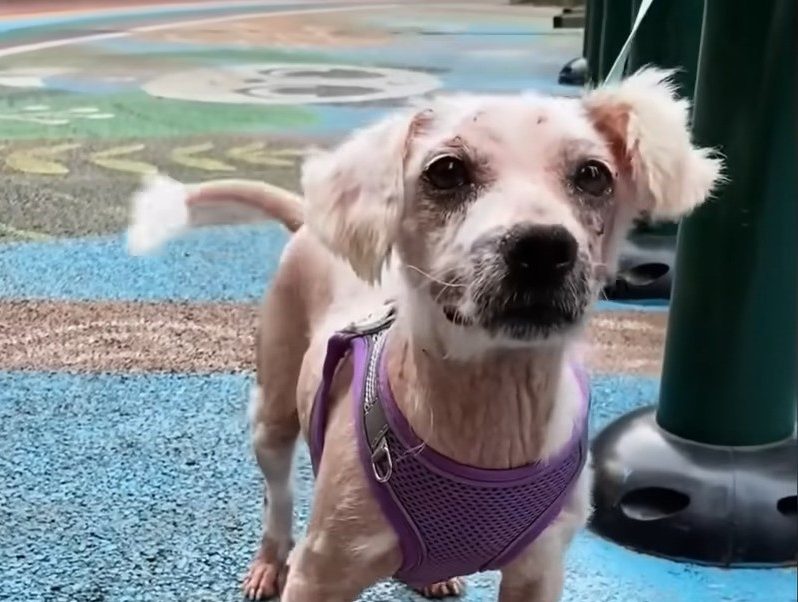 happy dog on a leash