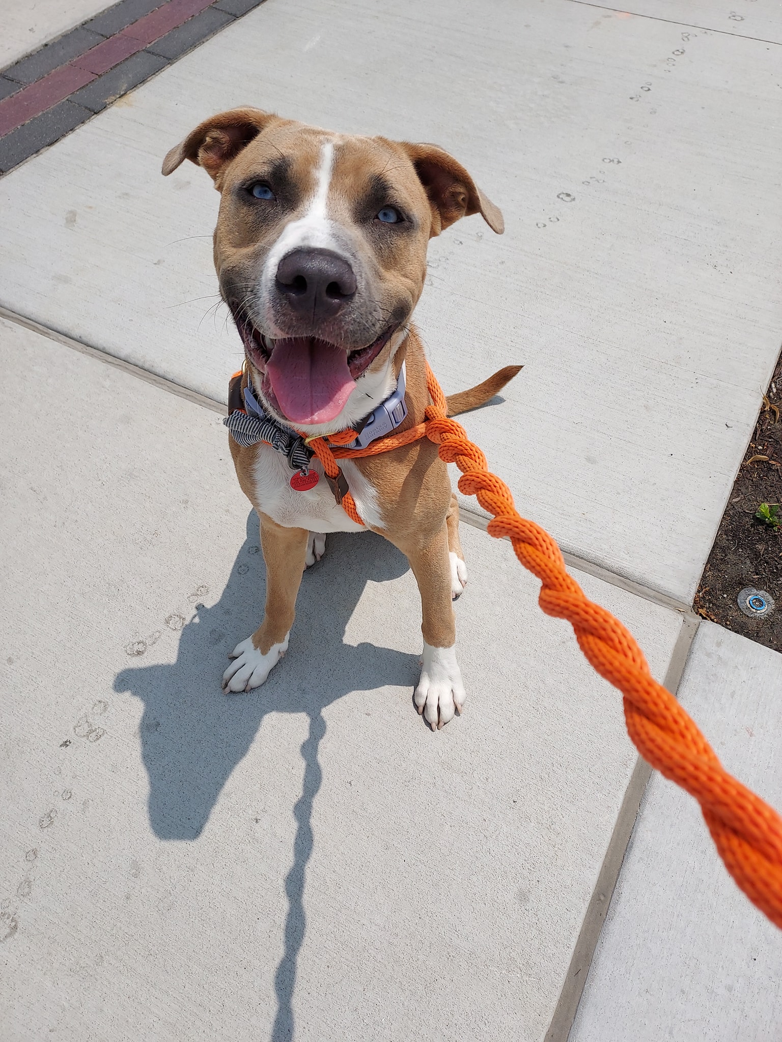 happy dog on a leash