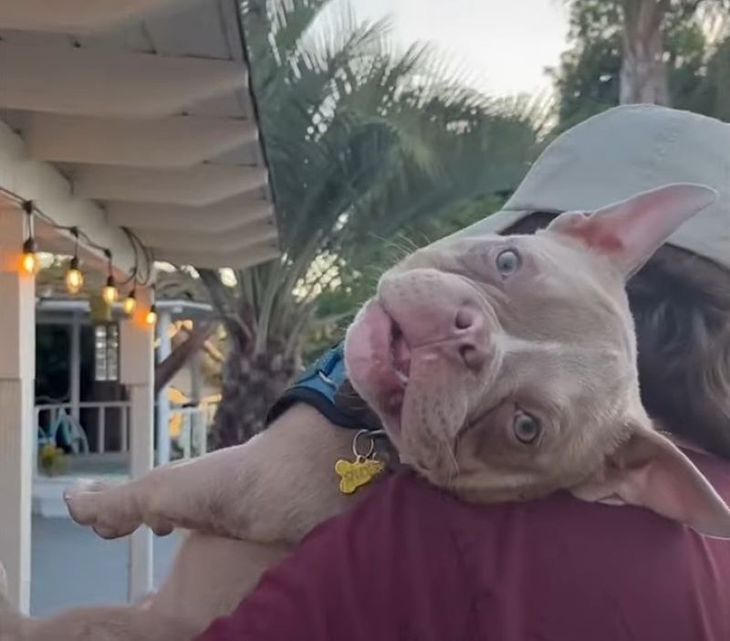 happy dog on man's shoulder