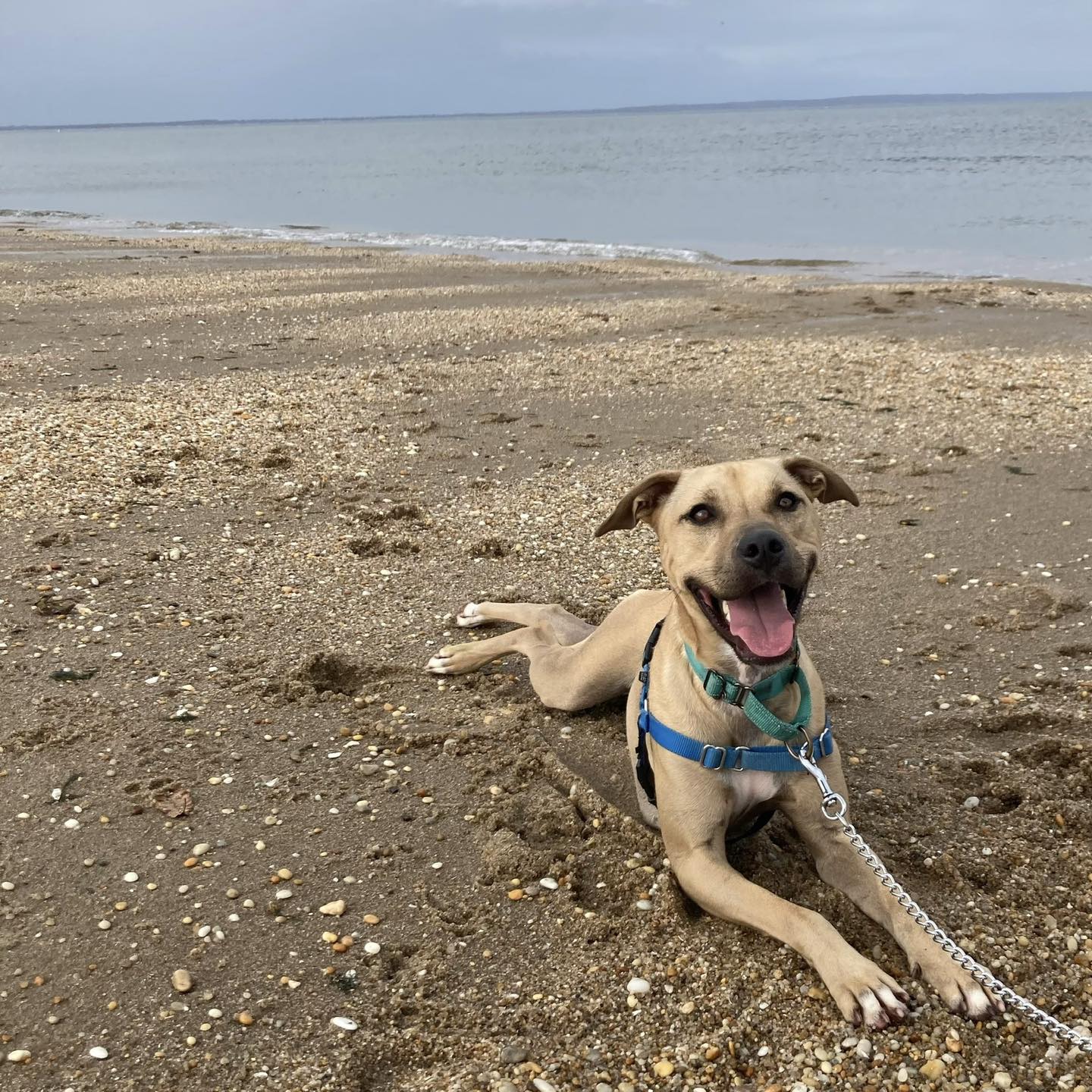 happy dog on the beach