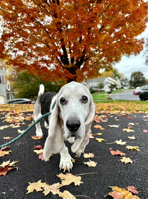 happy dog on the street