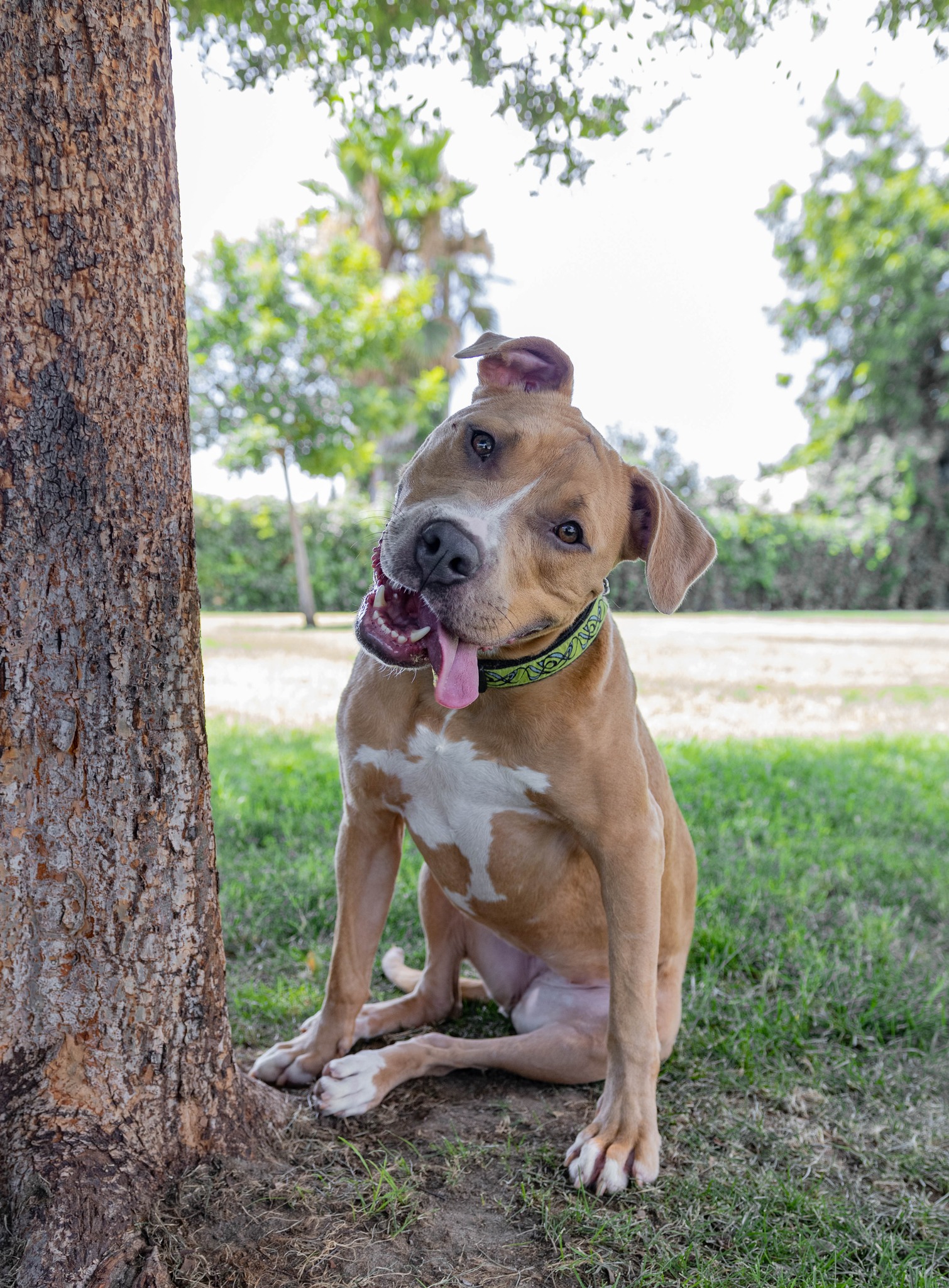 happy dog outdoor sitting with tongue out