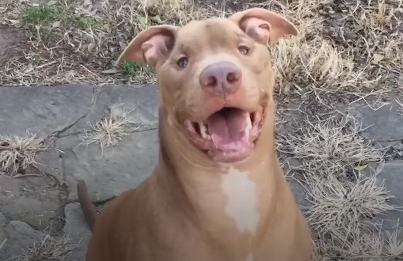 happy dog outdoors