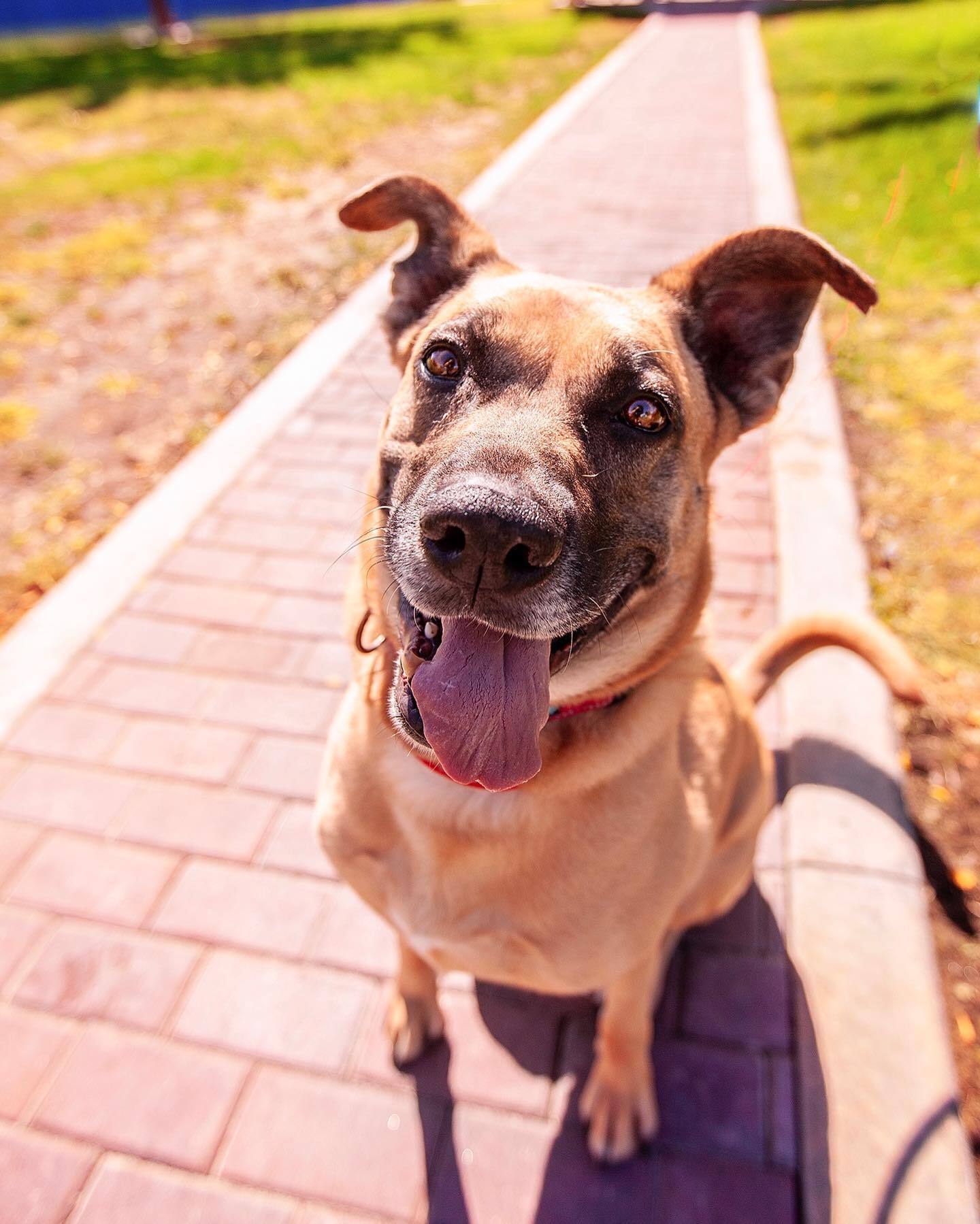 happy-dog-outdoors-sitting