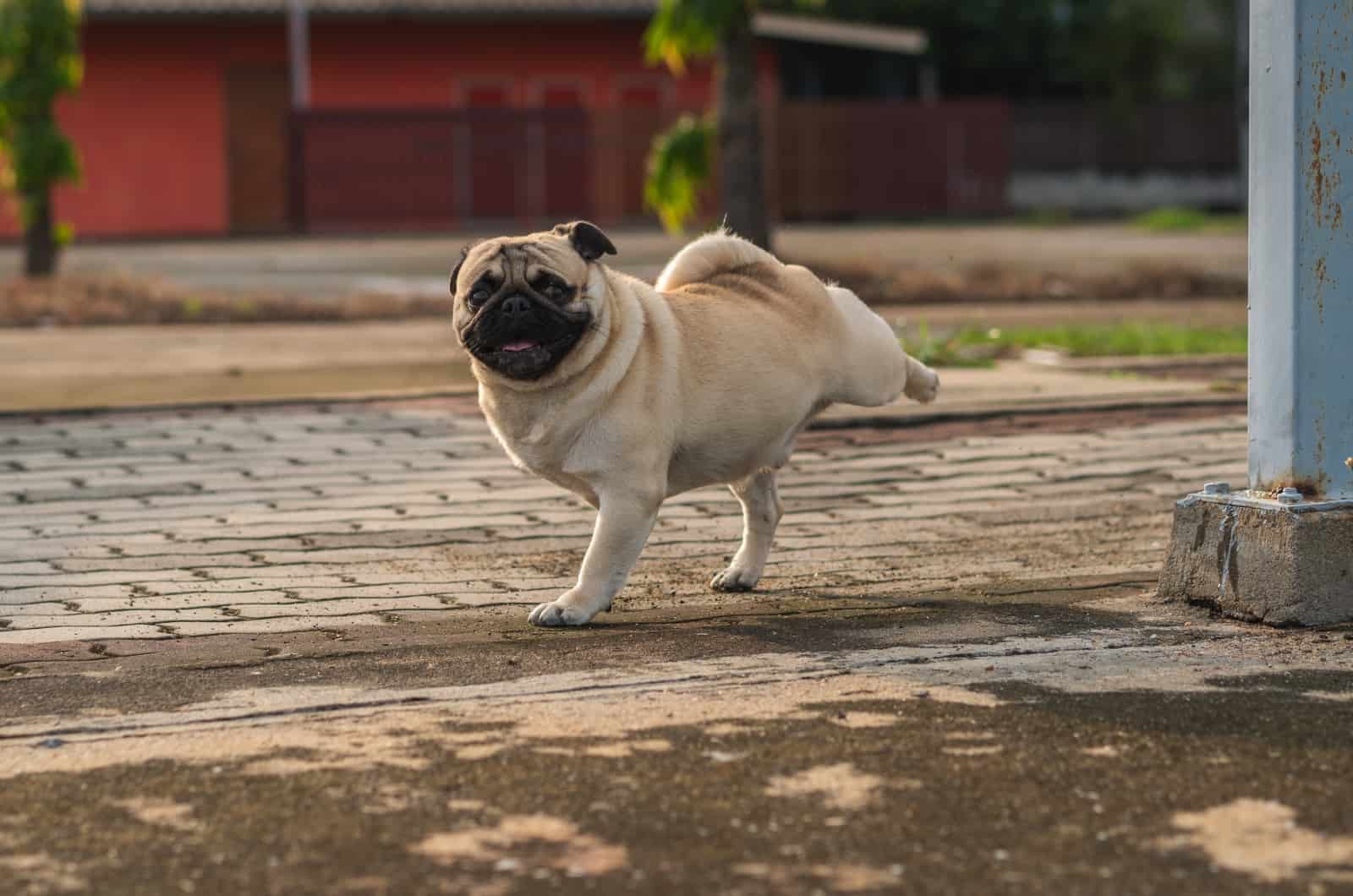 happy dog peeing