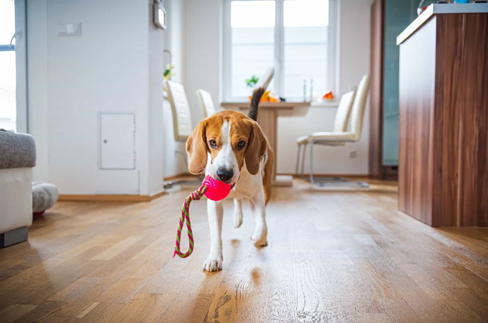 happy dog playing with his toys