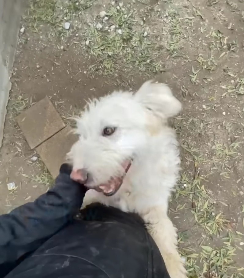 happy dog playing