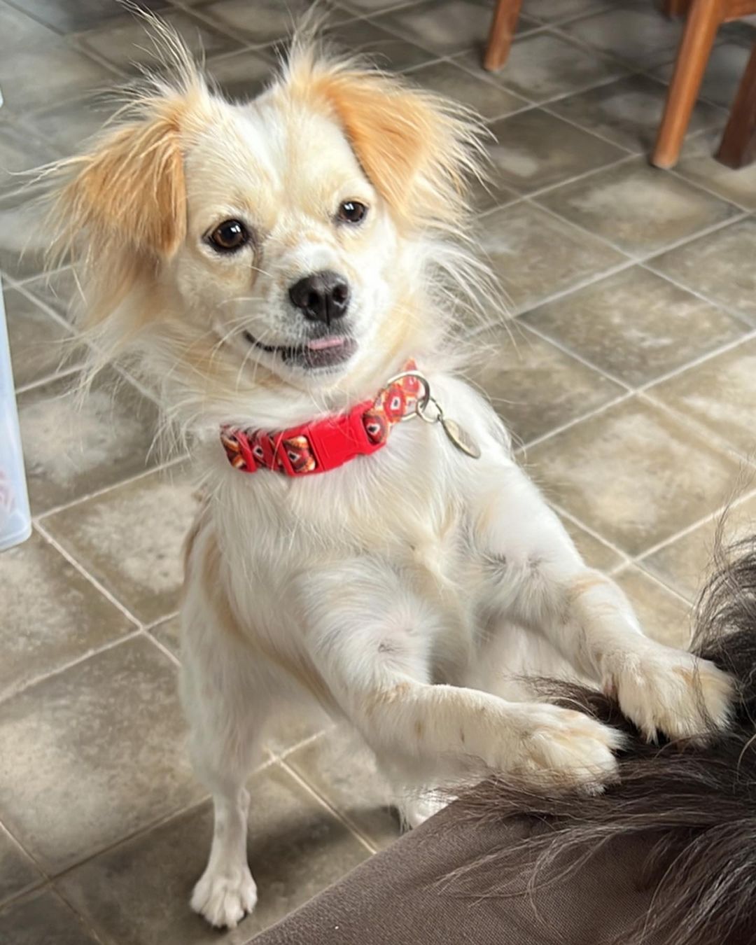 happy dog ready for play