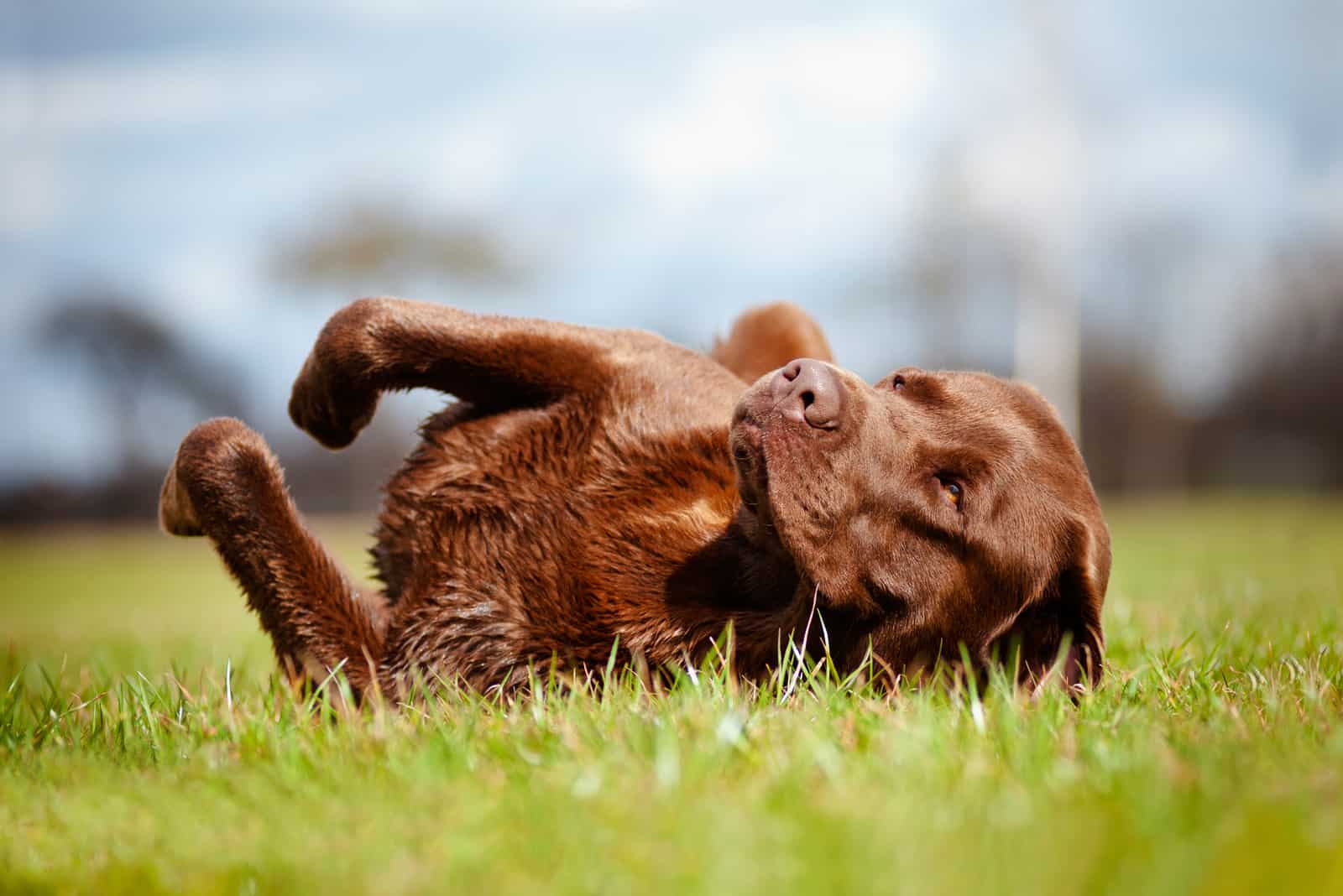 happy dog rolling outside