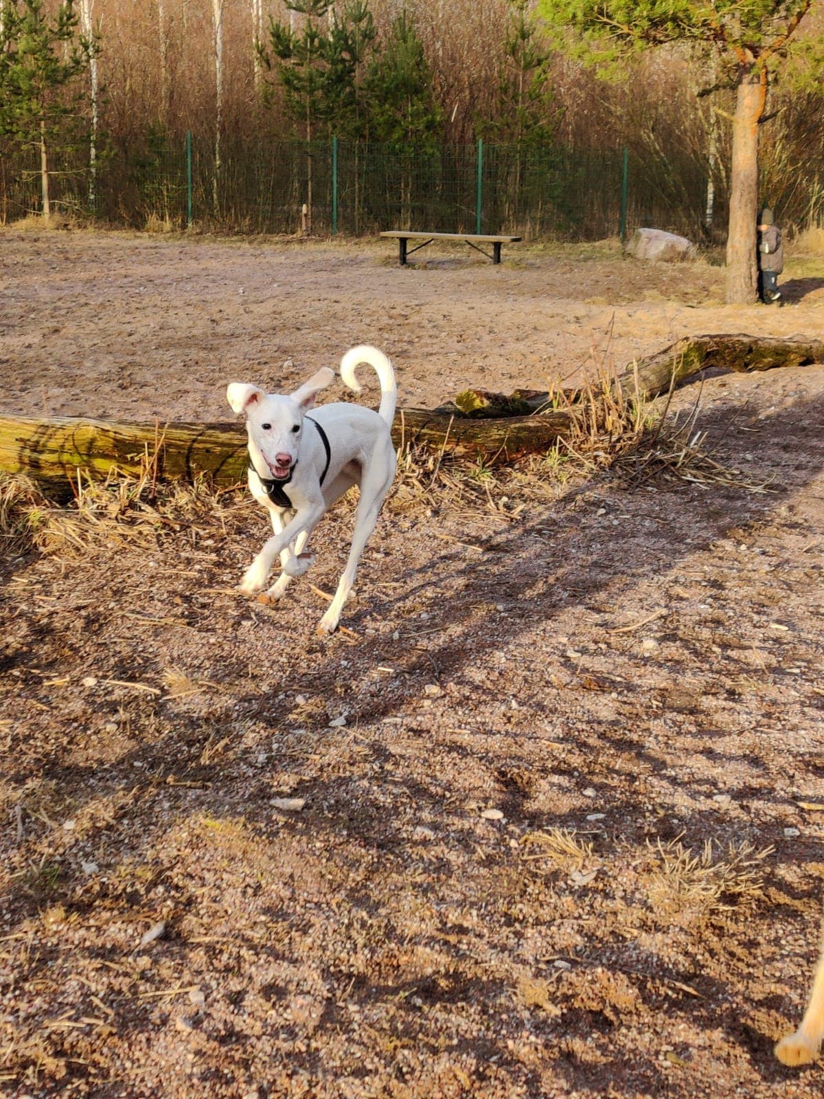 happy dog running