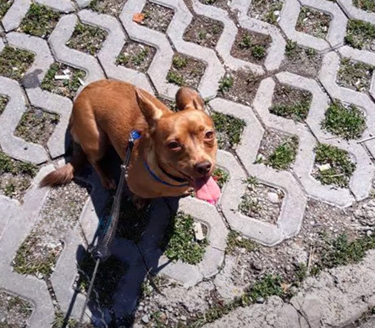 happy dog sitting and looking up