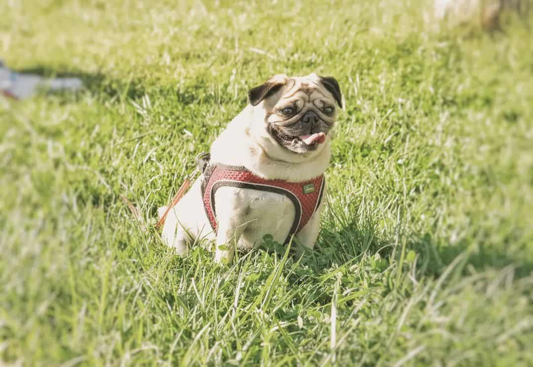 happy dog sitting on grass looking away