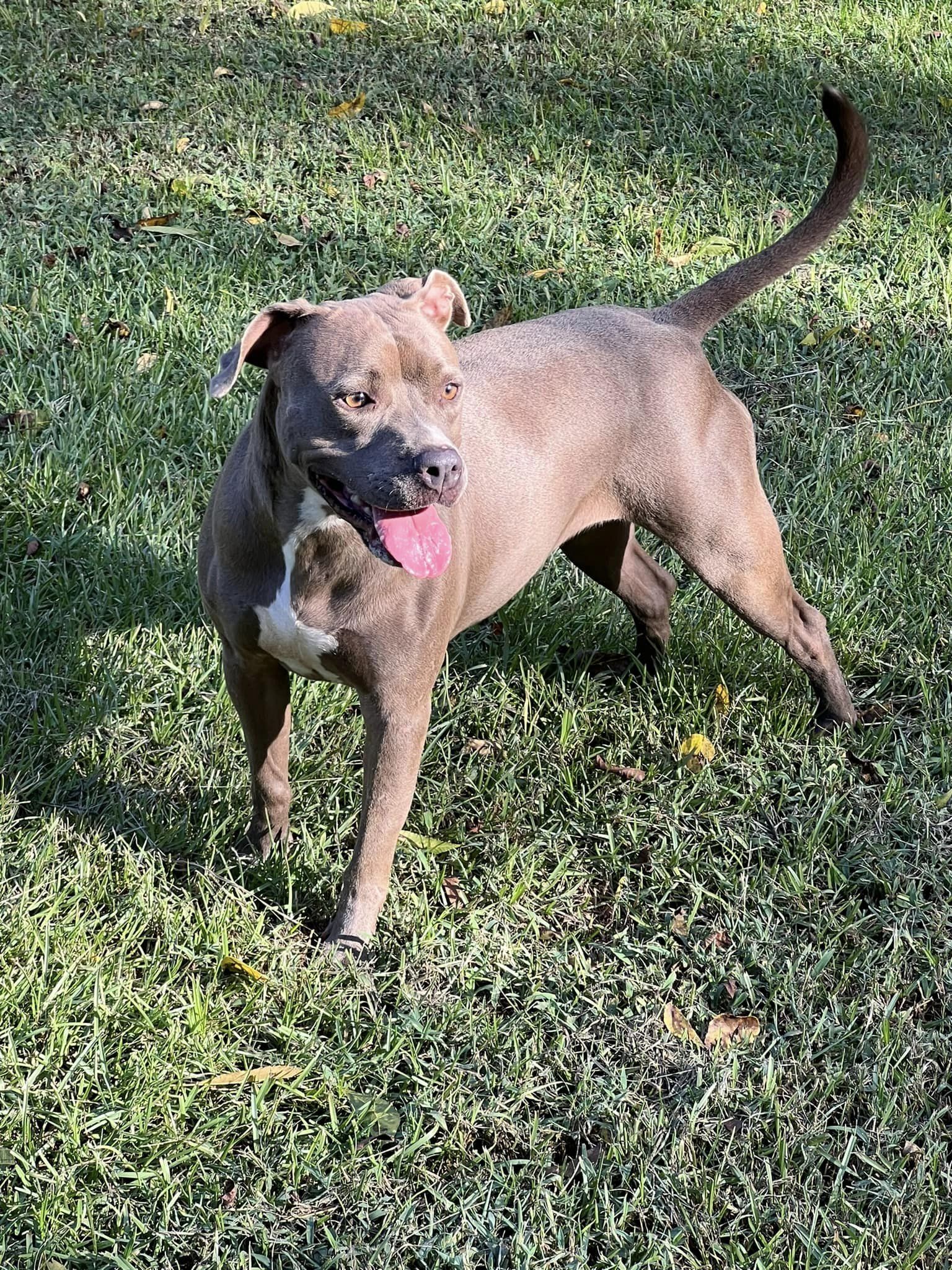 happy dog standing on grass