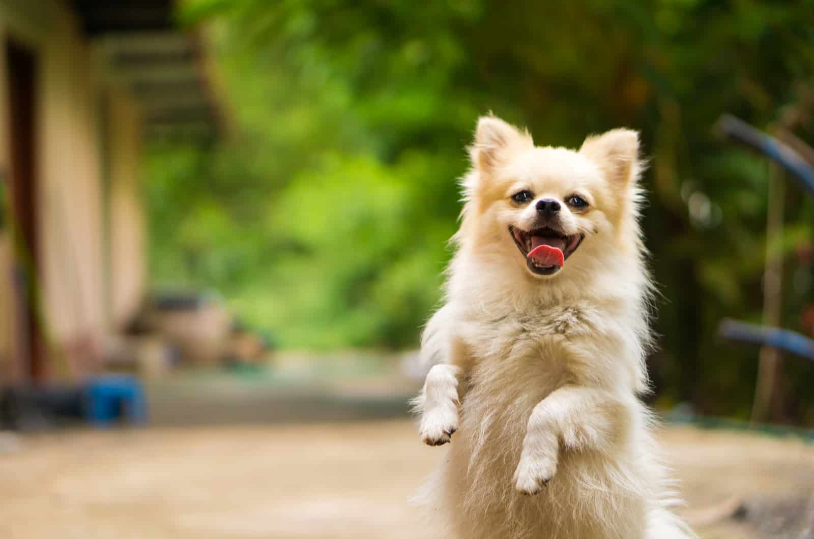 happy dog standing on two legs