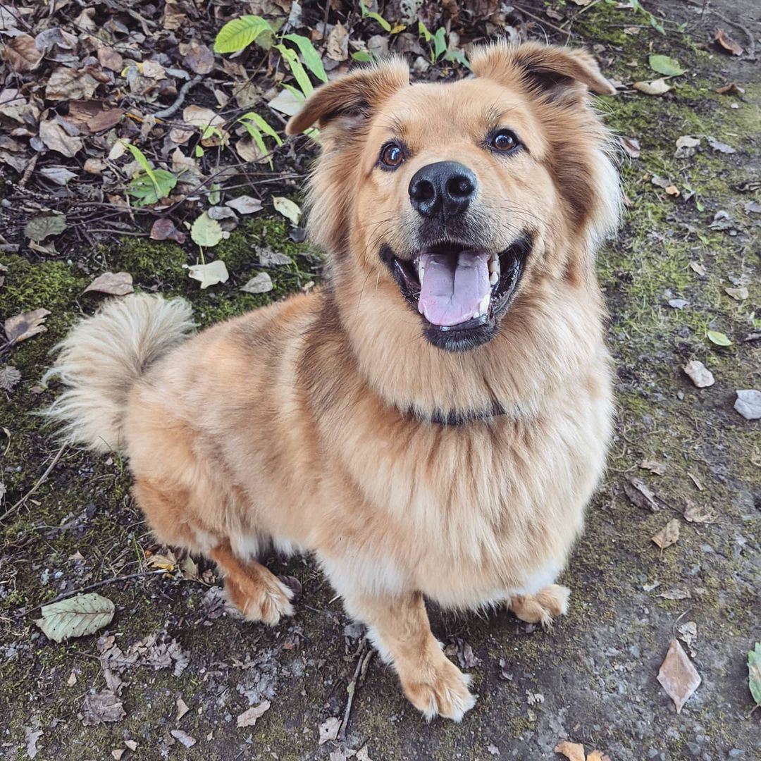 happy dog standing outside