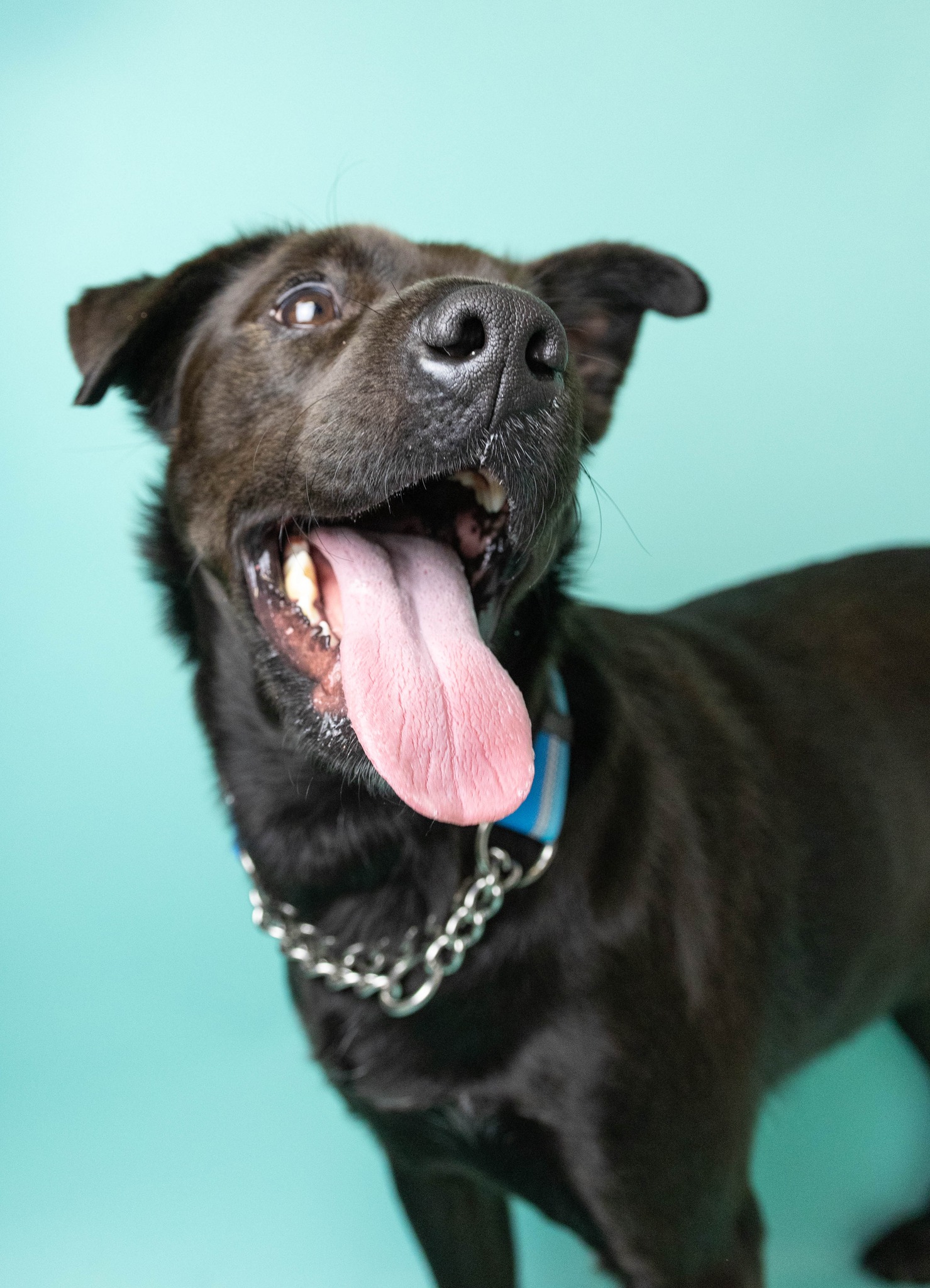 happy dog sticking its tongue out