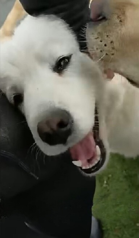 happy dog with another dog