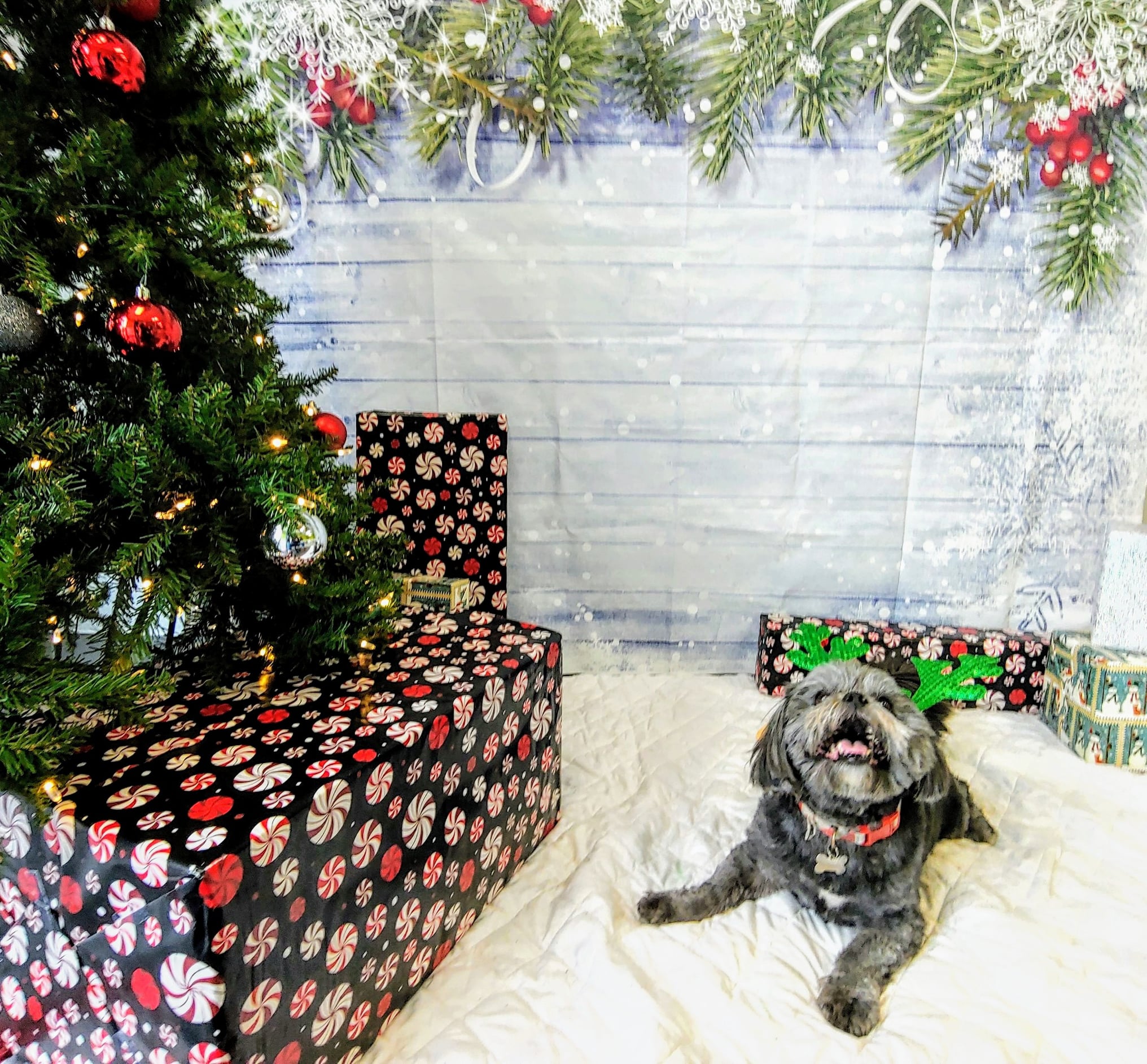 happy dog with christmas decorations