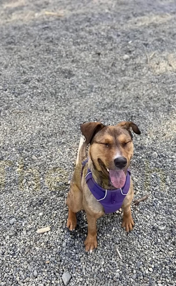 happy dog with clothes on