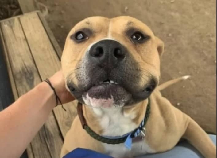 Happy dog with owner