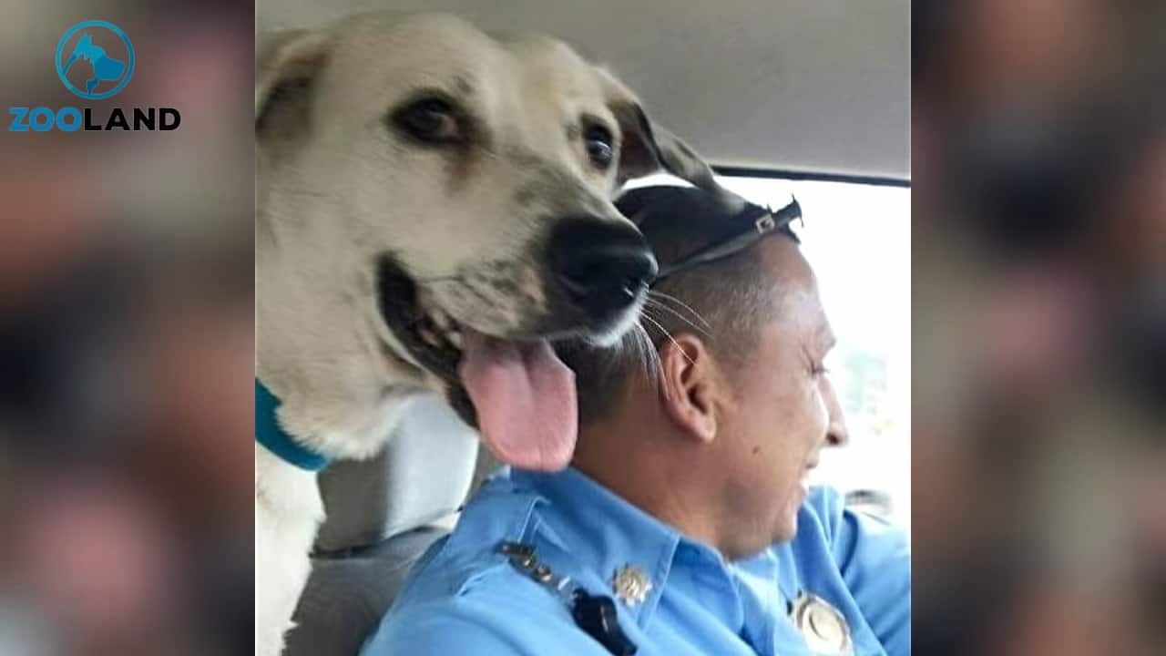 happy dog with policeman