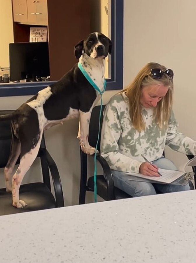 happy dog with woman