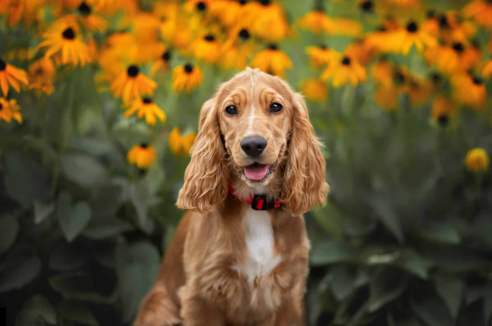 happy english cocker spaniel puppy