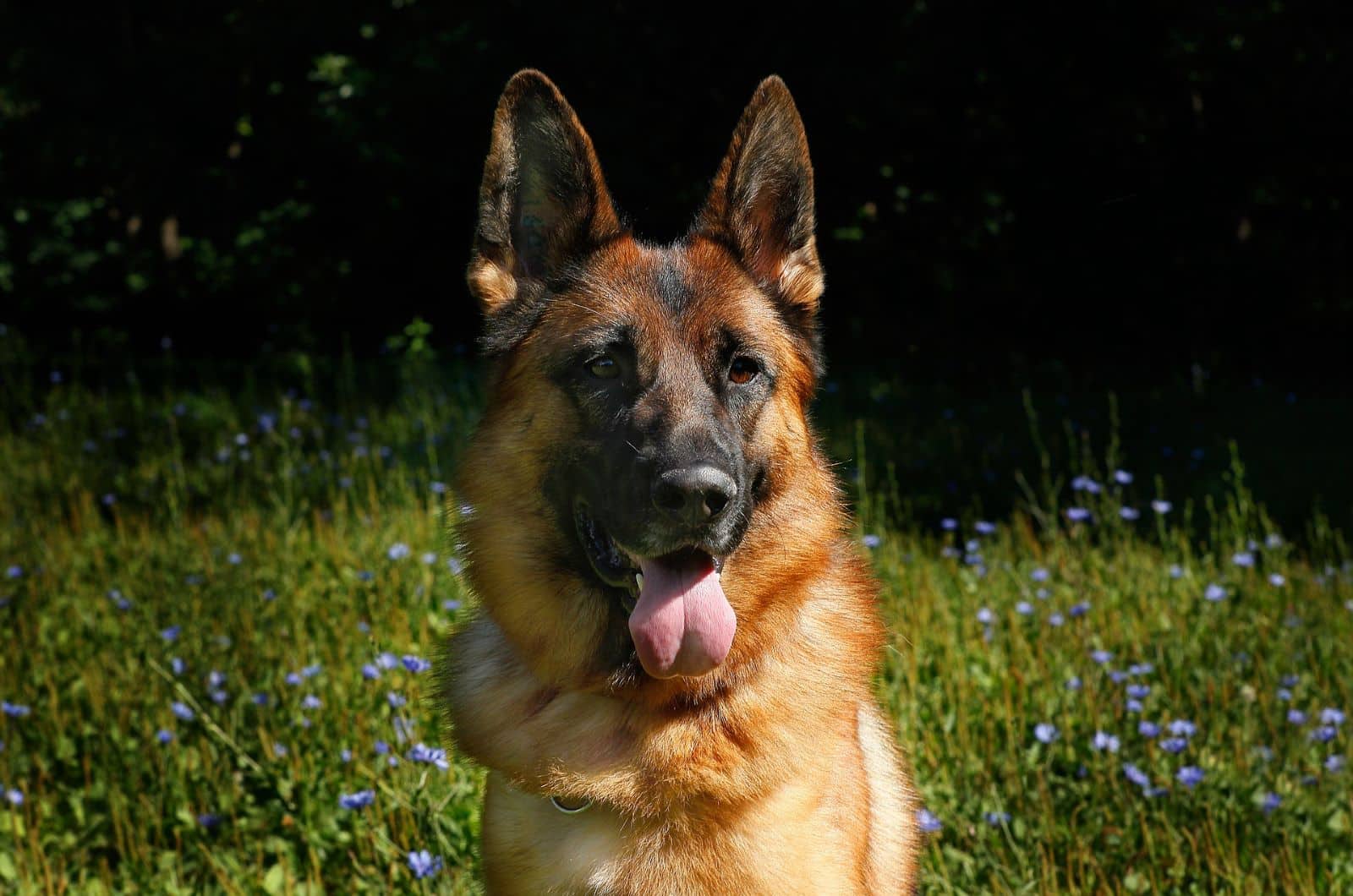 happy german shepherd dog in a field