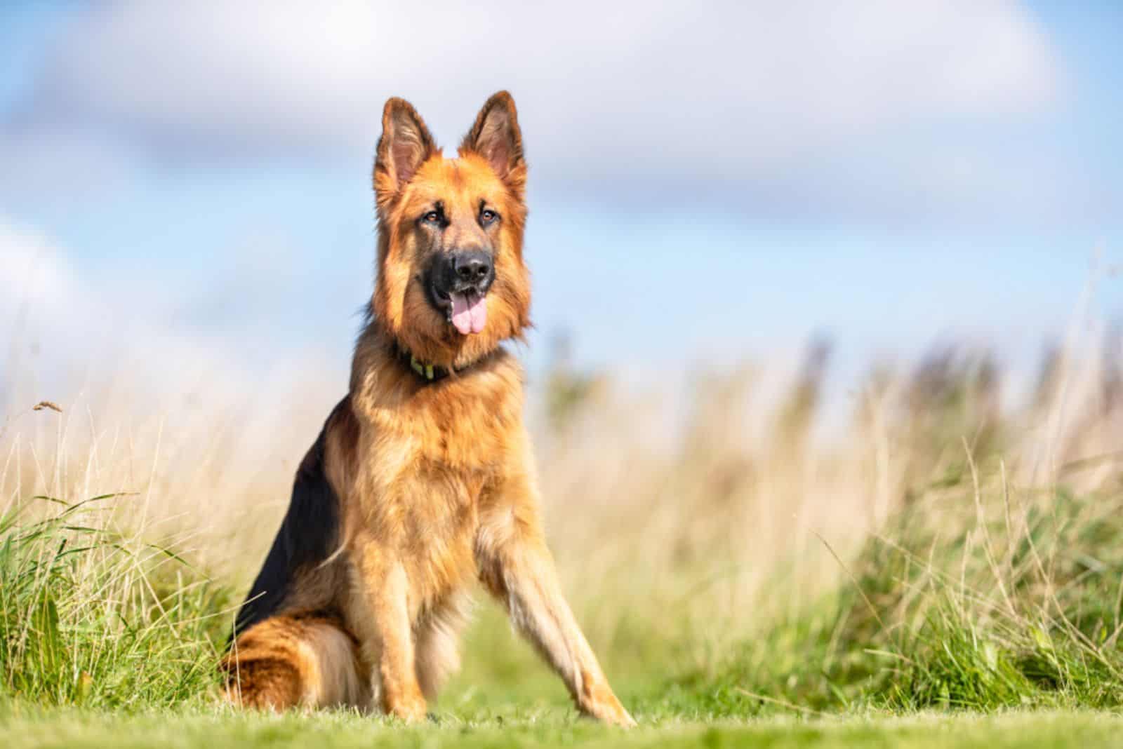 happy german shepherd sitting outdoor