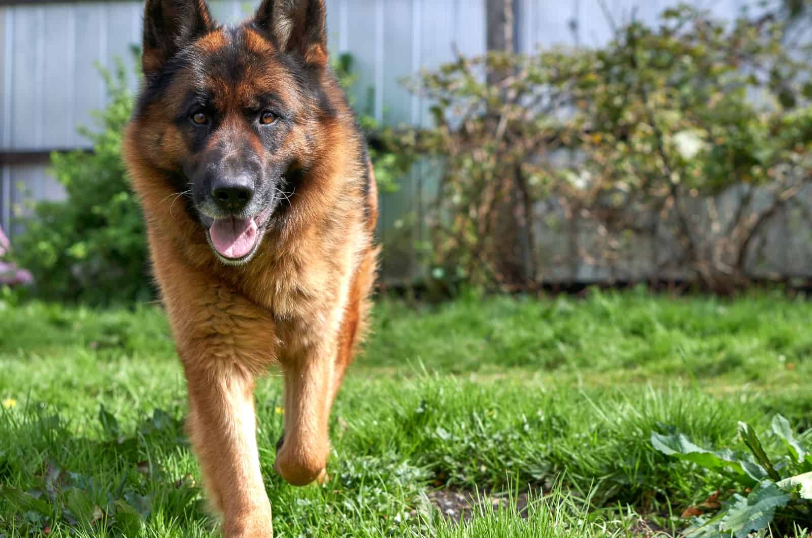 happy German Shepherd