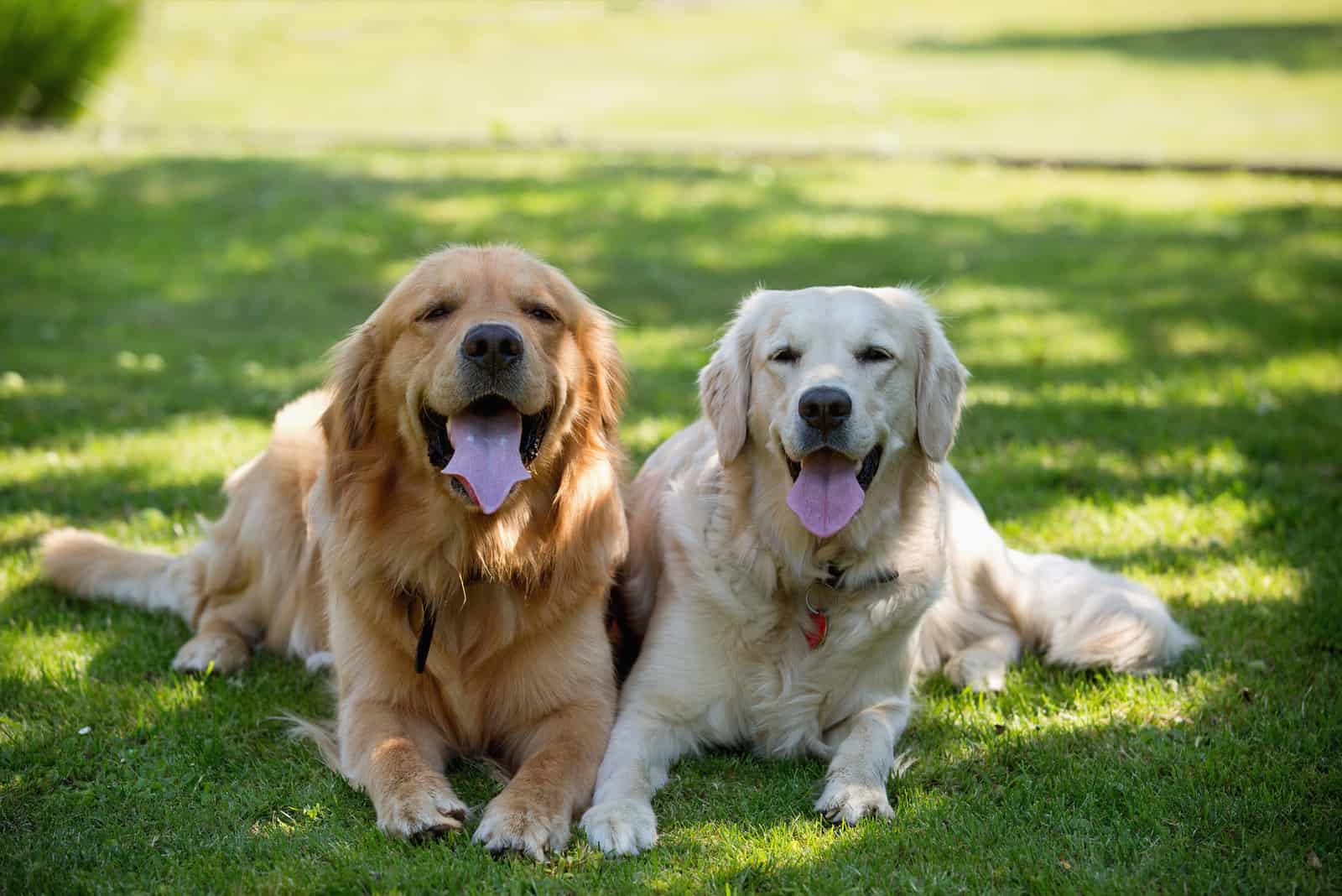 happy Golden Retrievers lying in shade