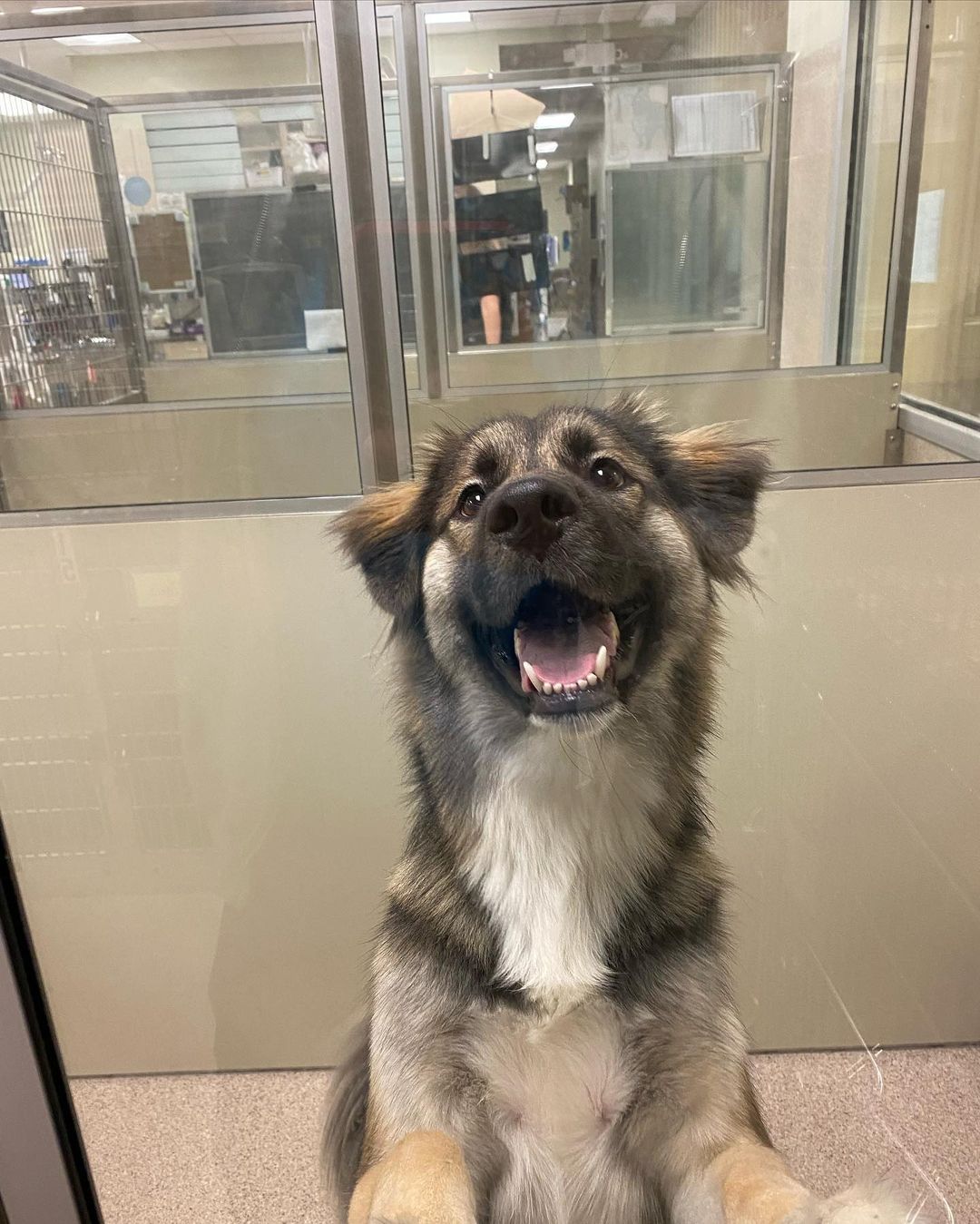 happy gray dog