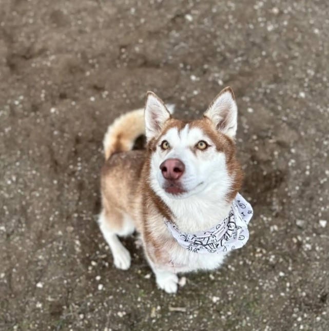 happy husky dog sitting