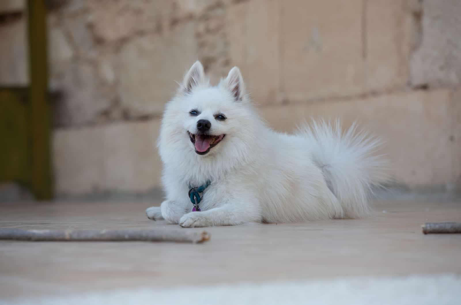 happy Japanese Spitz