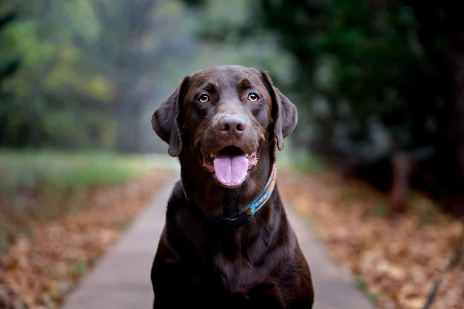 happy labrador