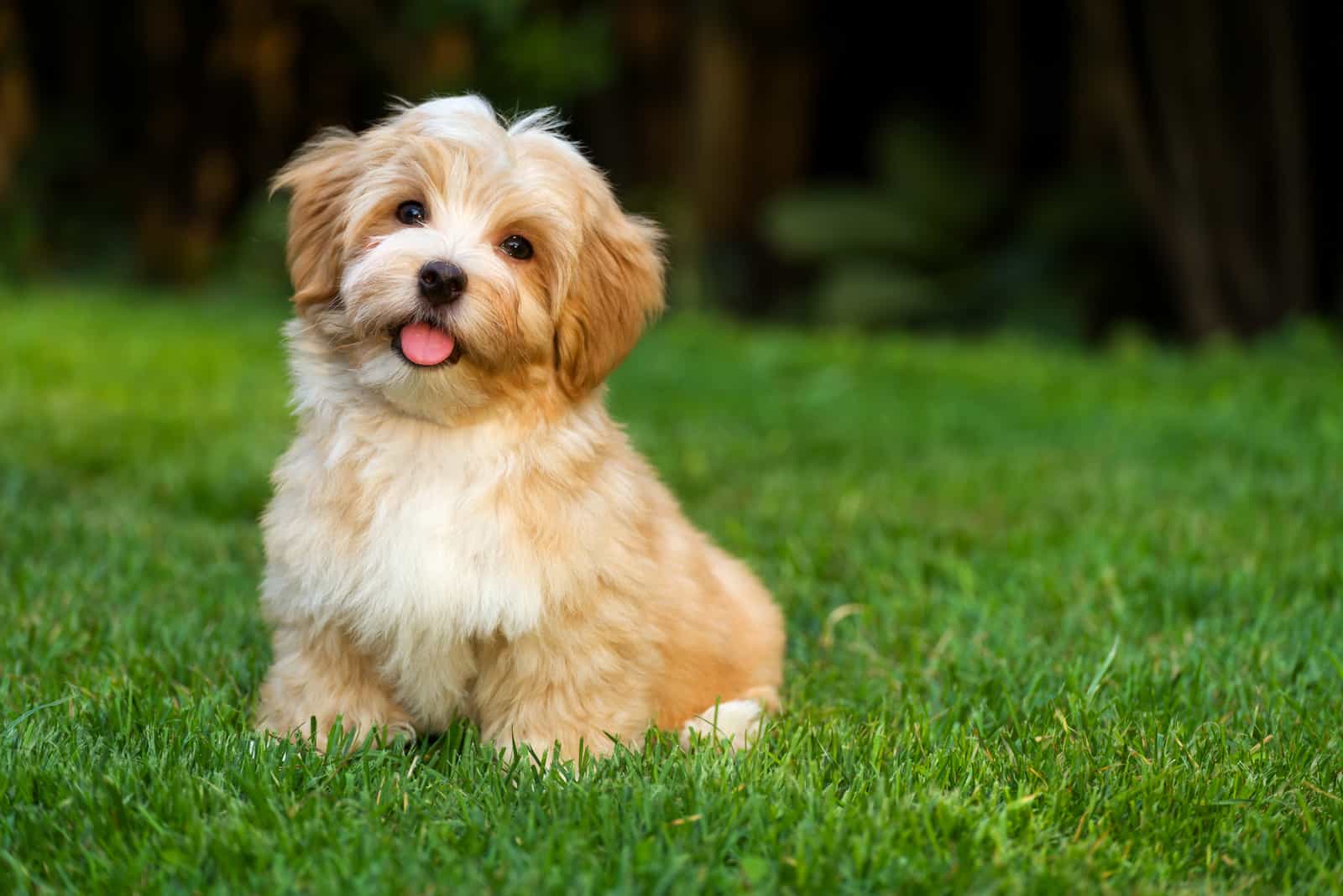 Happy little orange havanese puppy dog is sitting in the grass