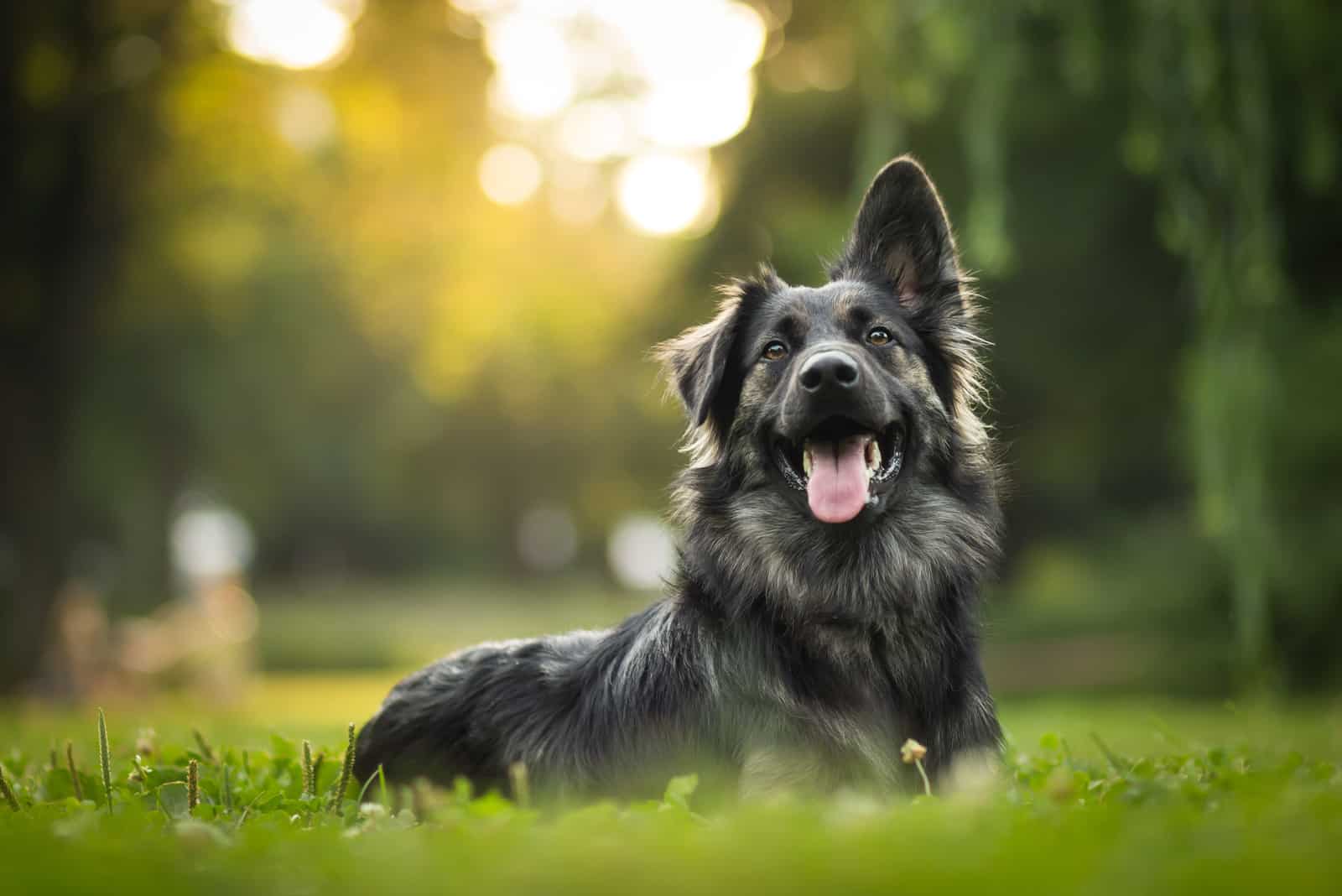 happy male dog sitting on grass