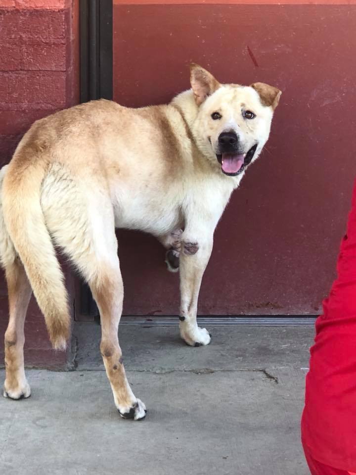 happy male dog