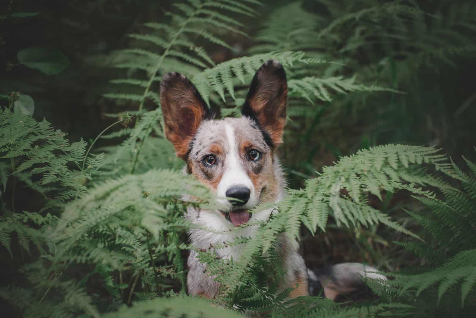 happy merle corgi in the woods