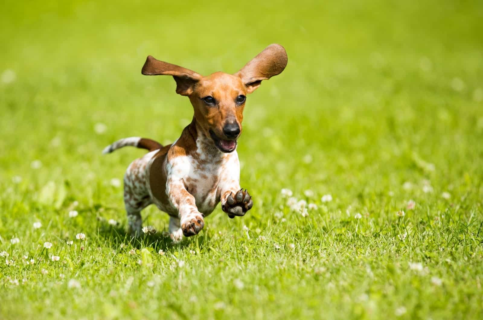 happy Piebald Dachshund running on grass