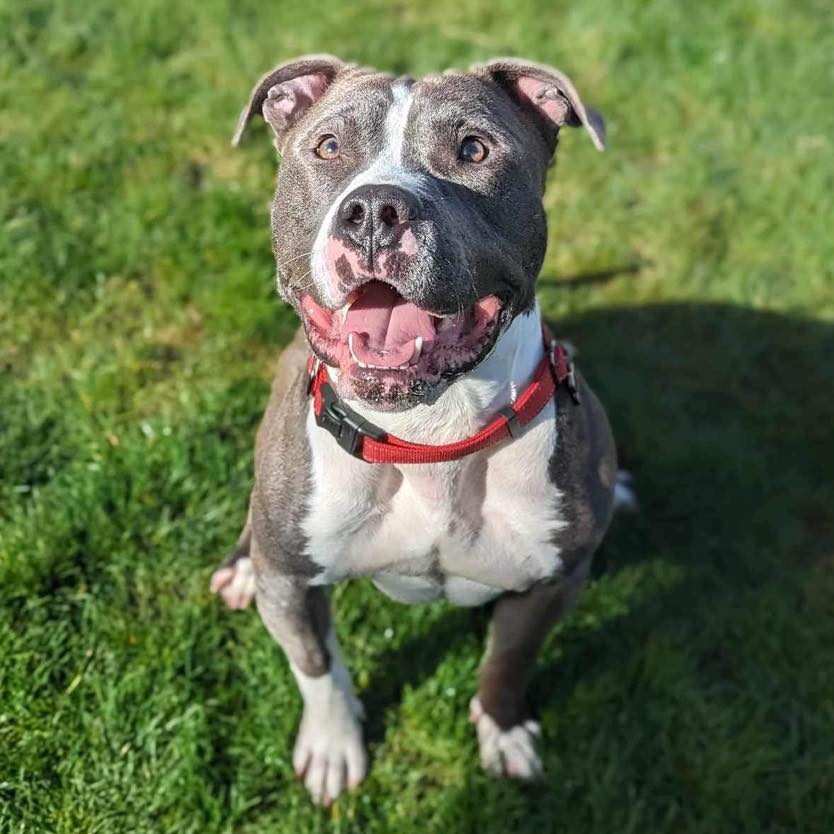 happy pit bull