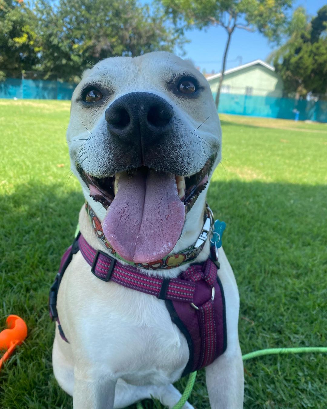 Happy pitbull on grass