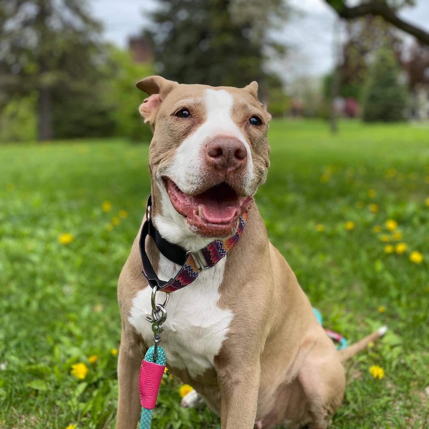 happy pittie on the grass