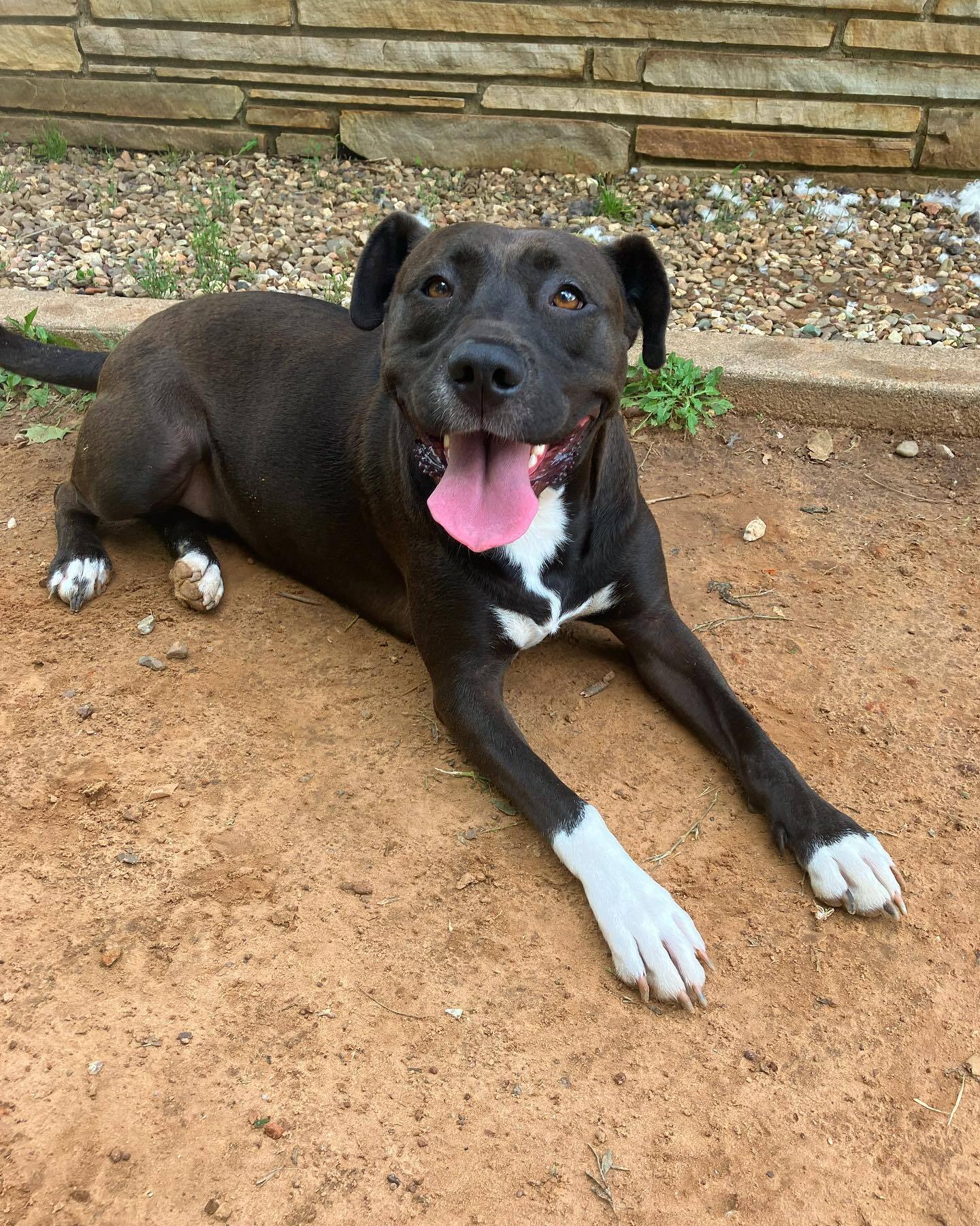 happy pittie outside