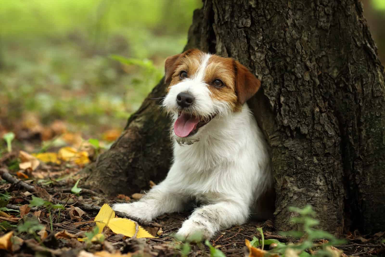 happy playful jack russell