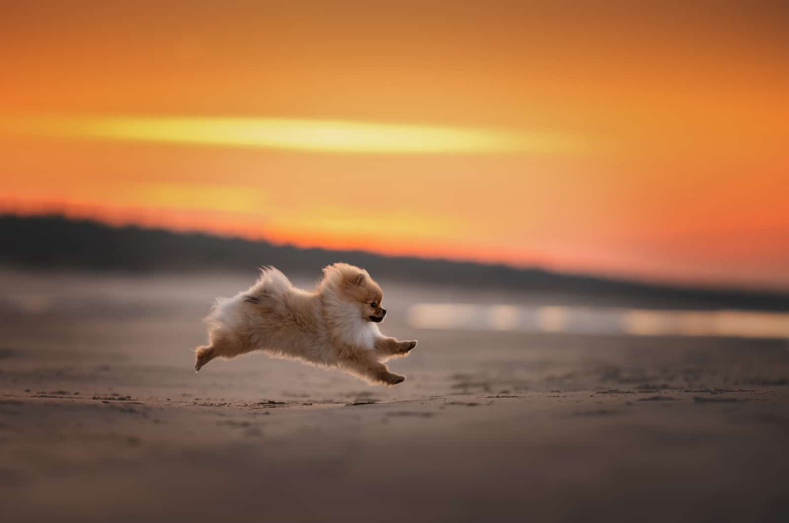 happy pomeranian running