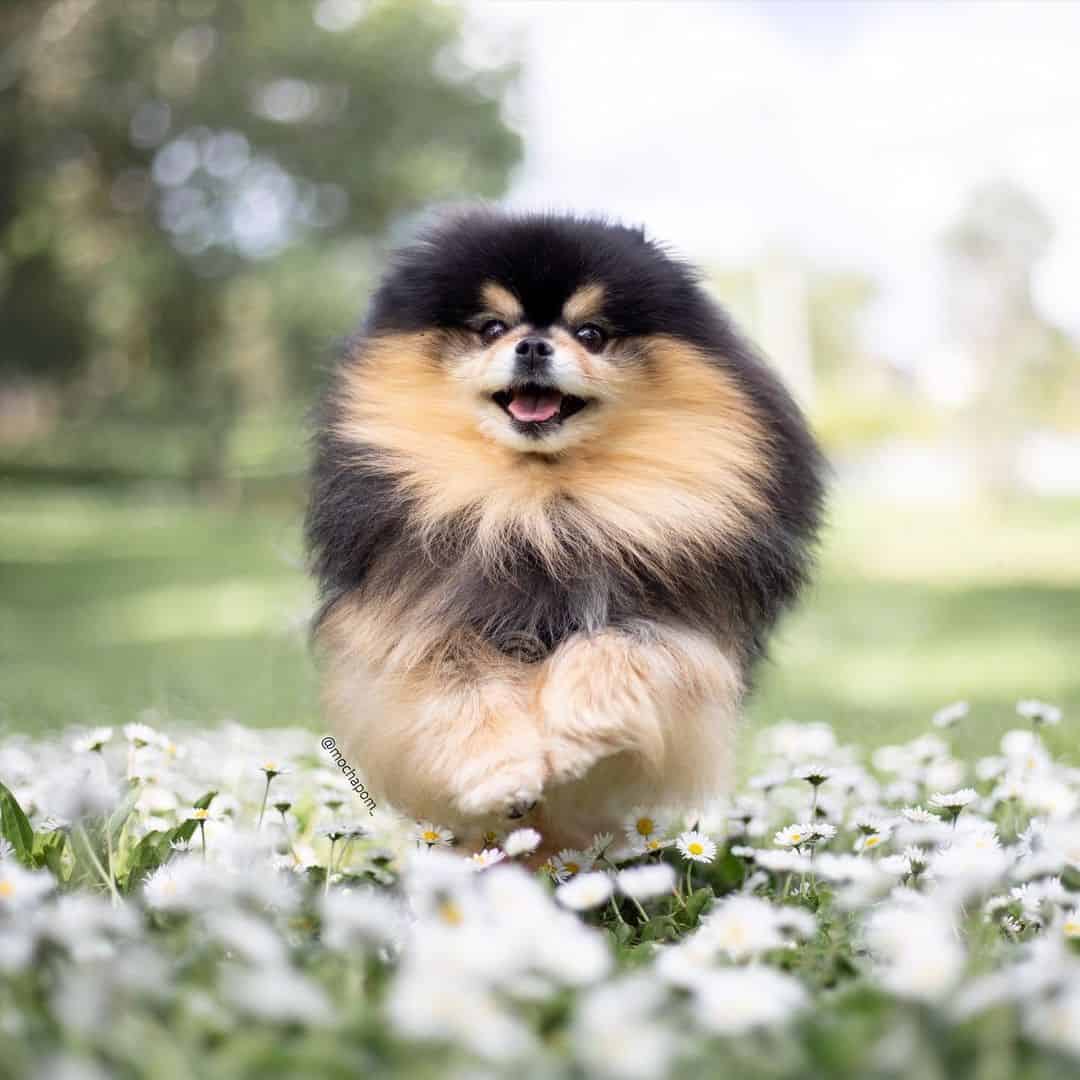 happy pomeranian running through a field of flowers